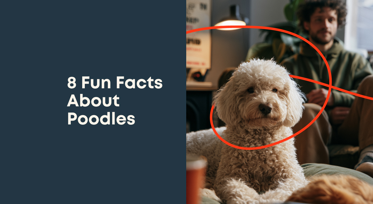 8 Fun Facts About Poodles 1 8 Fun Facts About Poodles