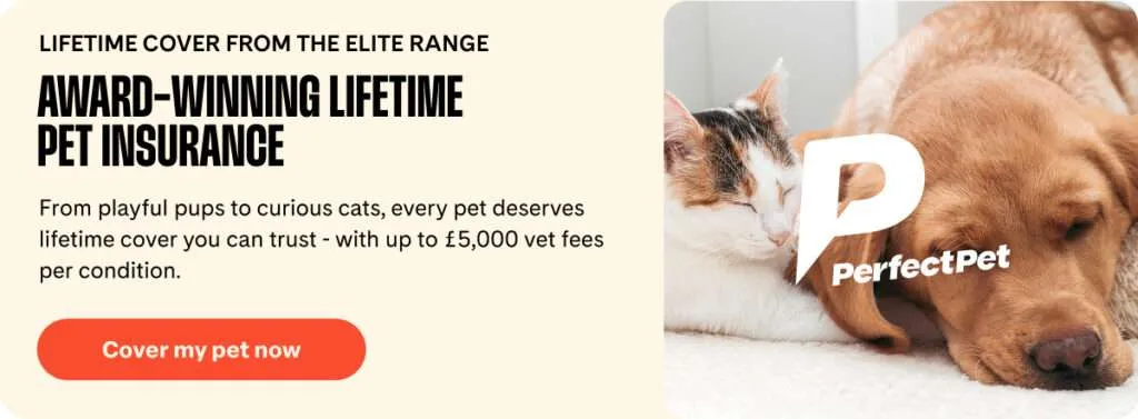 Lifetime Pet Insurance from Perfect Pet - A cat and dog snooze together