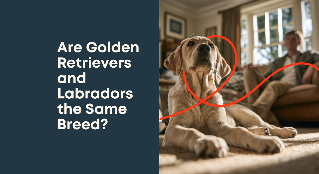 Are Golden Retrievers and Labradors the Same Breed?