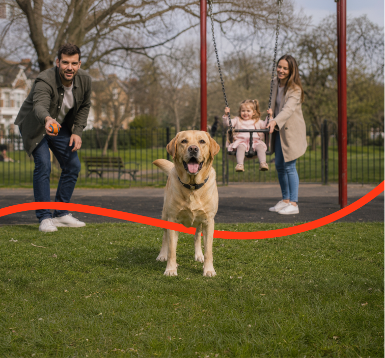 A yellow Labrador in a park while a family play on the swings behind